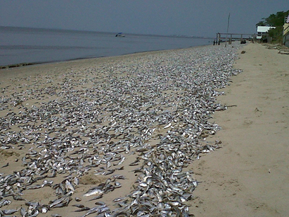 Fish Kill Aug. 2010