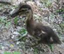 Male Mallard Duck on the Maumee River