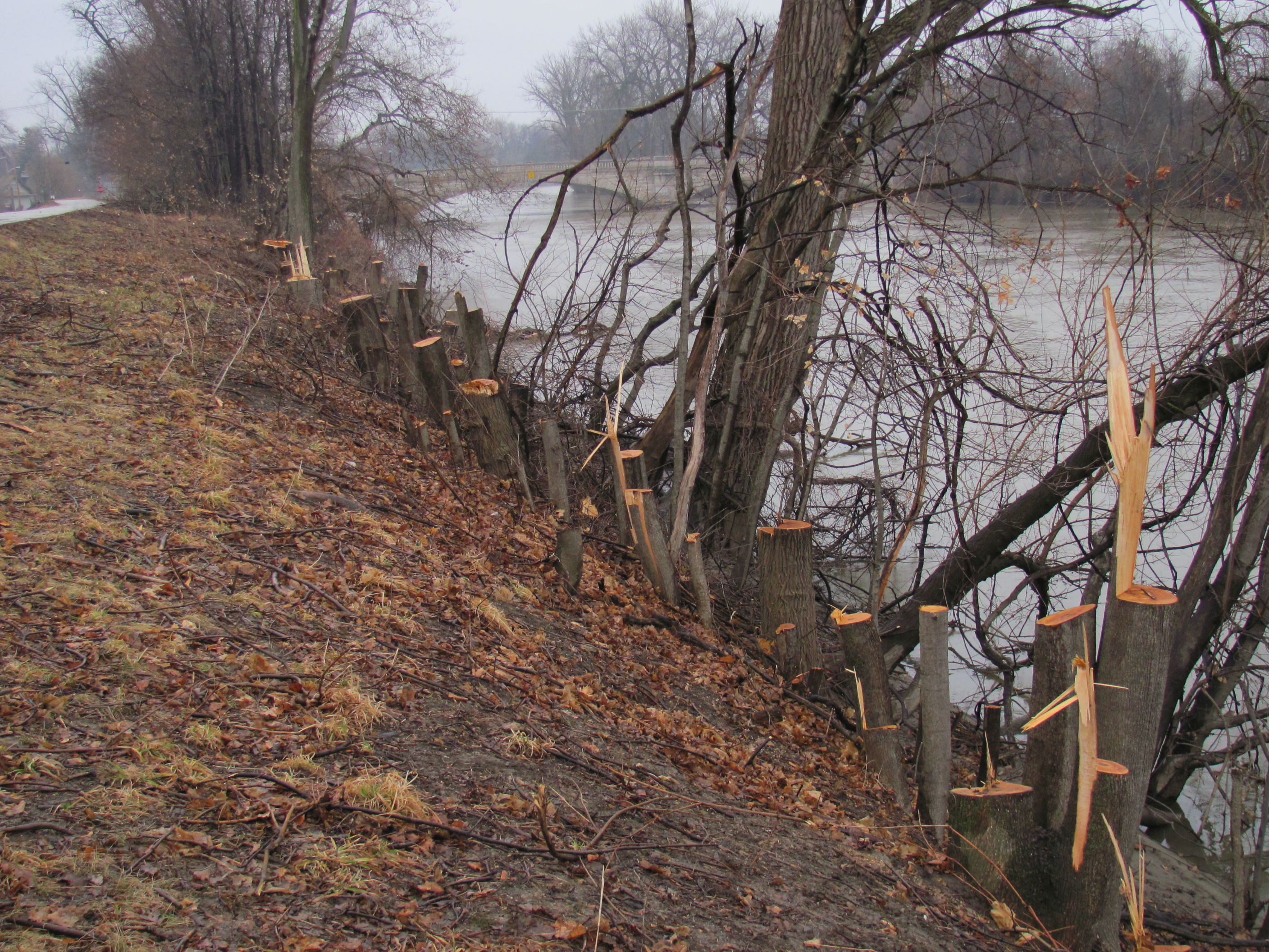 Edgewater DURING removal of vegetation 2011
