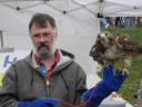 Red Tailed Hawk - Soaring Hawk Bird Rescue